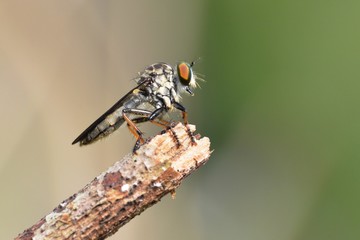 the robber fly