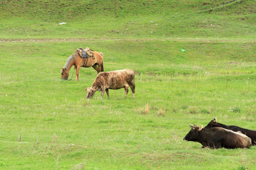 Fototapeta premium Cows