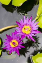 Waterlily (lotus) flowers with many bees collecting the sweet. freshness and relax.