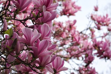 Magnolien