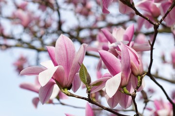 Fototapeta premium Magnolien