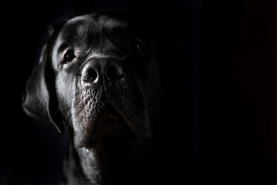 portrait of black Labrador