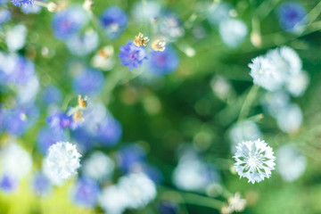 Chicory flower in the garden