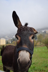 Donkey perplexity