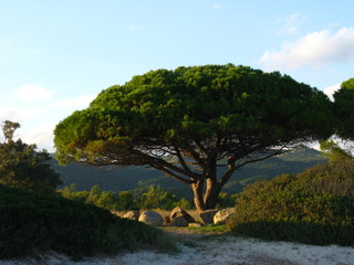 Bäume an der Costa Rei 1