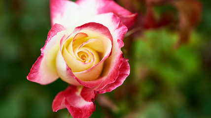 Closeup of a rose against a background of green leaves
