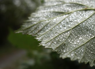 Blatt mit Wassertropfen