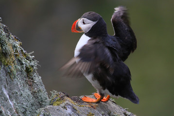 Puffin in Norway