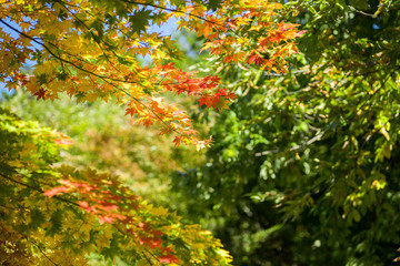 紅葉の秋