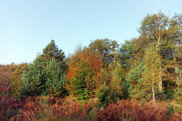 Obraz premium lisière de la forêt de fontainebleau en automne