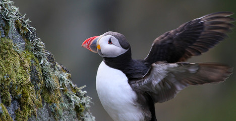 Puffin in Norway