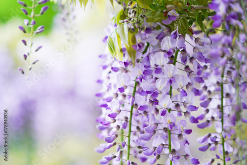 藤の花 Wall Mural Wallpaper Murals Wallsheaven Pbhtk