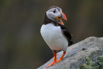 Puffin in Norway