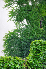 wall with ivy growing on it for your design