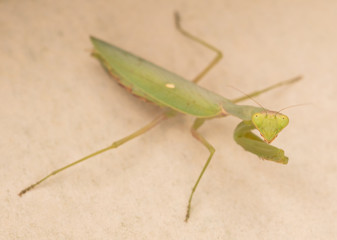 Green praying mantis on a wall (Mantis religiosa)
