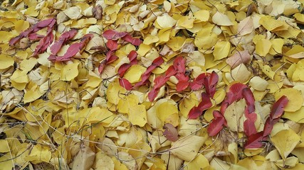 the word autumn written in red leaves