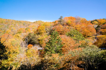 紅葉の秋