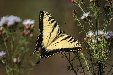 Pristine Eastern Tiger Swallowtail