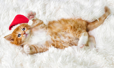 Obraz premium kitten new year and Christmas hat