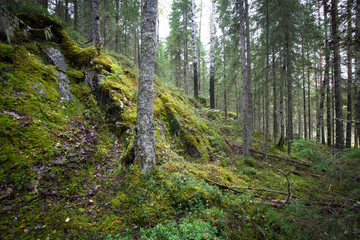 Dark forest background.