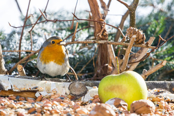 Rotkehlchen an Winterfütterung