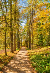 Fototapeta na wymiar Path with fallen yellow leaves in autumn park