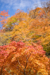紅葉の秋
