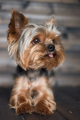 a small dog lies with his tongue sticking out