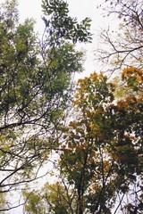 Herbstblätter #1