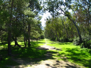 Bäume bei Cala Sinzias 1