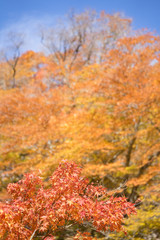紅葉の秋