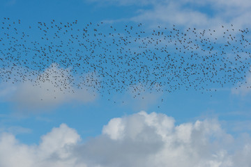 Zugvogelschwarm