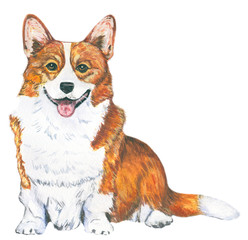 Red dog. Breed Welsh Corgi, symbol of the year.