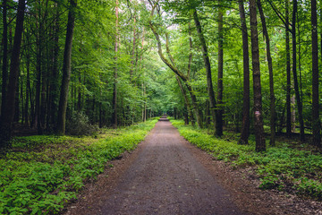 Fototapeta na wymiar Nature Reserve called Kabaty Woods in Warsaw, capital of Poland