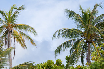 Palm trees and another plants with a blue sky