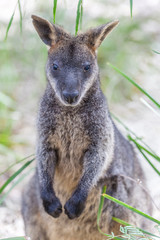 Naklejka na ściany i meble Closeup of Pademelon - native Australian marsupial