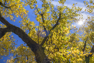 Colorful Lime tree in autumn