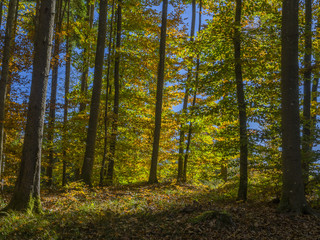 Coloured beech forest in autumn