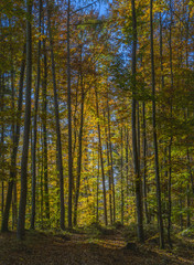 Fototapeta premium Coloured beech forest in autumn