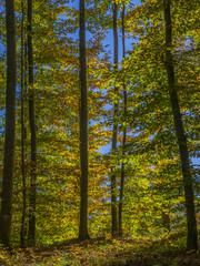 Coloured beech forest in autumn