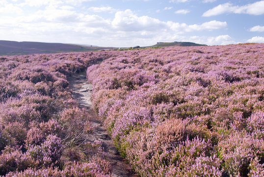 Derbyshire, UK: 28 Aug 2014: Pathway Through Scenic Landscape Pink With Heathers In Flower On 28 Aug Hathersage Moor, Peak District