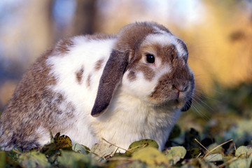 Fototapeta premium Bunny Rabbit Lop eared sitting outside in leaves, portrait close up
