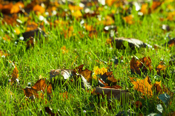 Dry leaves on the green grass