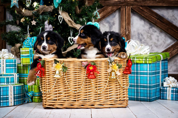 Dog breed Bernese Mountain puppy, Christmas and New Year