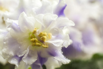 macro flowers violets