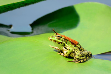 A frog with a orange leaf on its back sits on a leaf of a water lily on a lake in the middle of a forest on a warm, sunny summer day