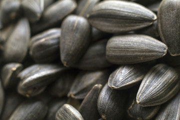 roasted sunflower seeds