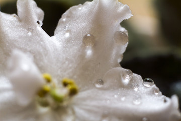 water drops on flowers