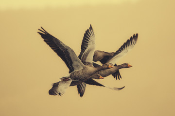 Wildgänse im Flug