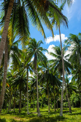 Fototapeta premium Coconut palm tree blue sky